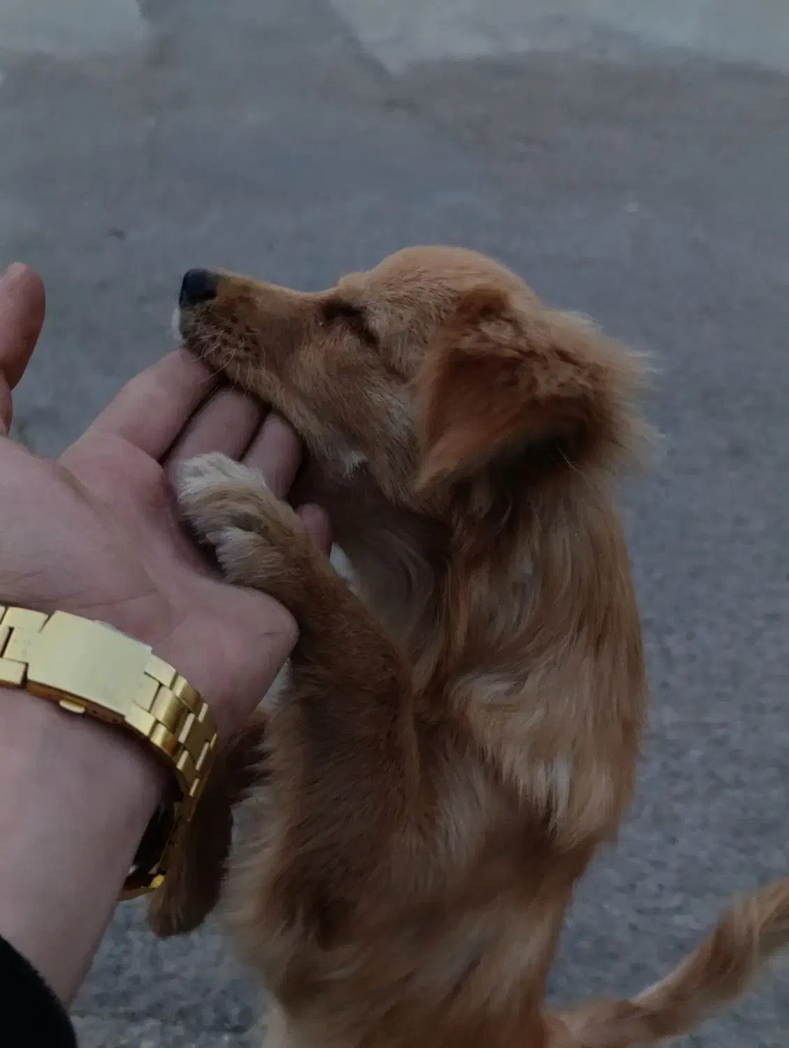 سگ گمشده|حیوانات|ورامین, خیر آباد|دیوار