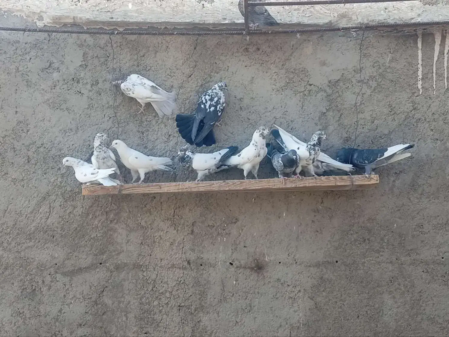 کبوتر پرشی|پرنده|تیران, |دیوار