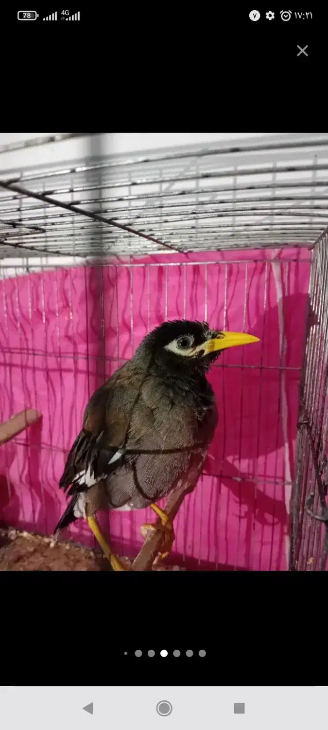 مرغ مینا سخنگو سالم و سلامت|پرنده|رباطکریم, نصیرشهر|دیوار