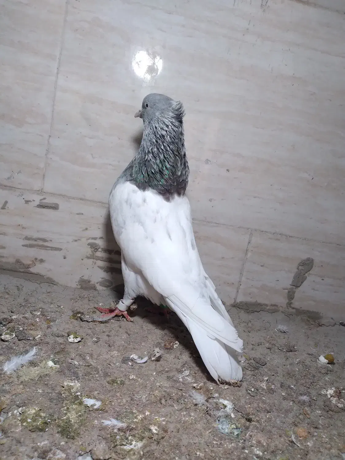 کبوتر|حیوانات|مشهد, شهید قربانی|دیوار