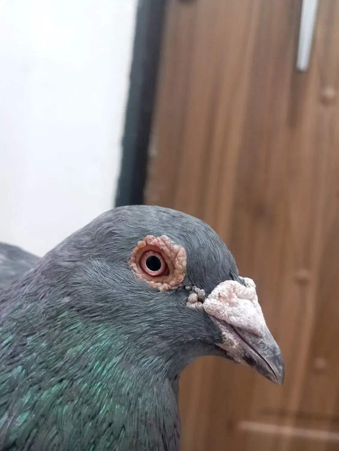  کفتر|پرنده|مشهد, شهید احمدی روشن|دیوار