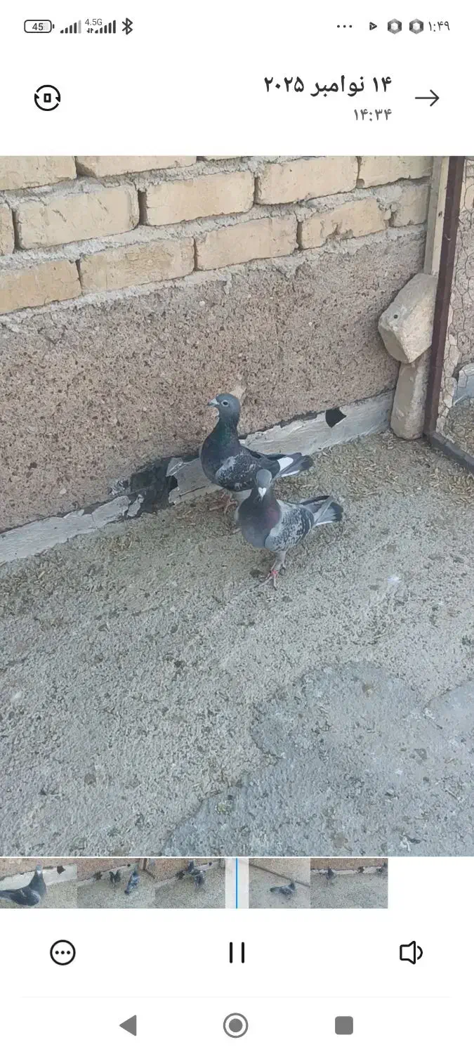 کفتر هوایی زرنگ|پرنده|شیراز, فاضل|دیوار