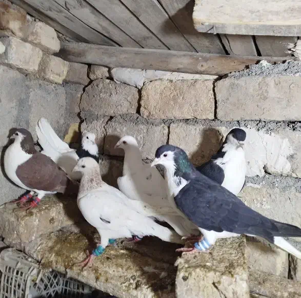 کبوتر|پرنده|آشخانه, |دیوار