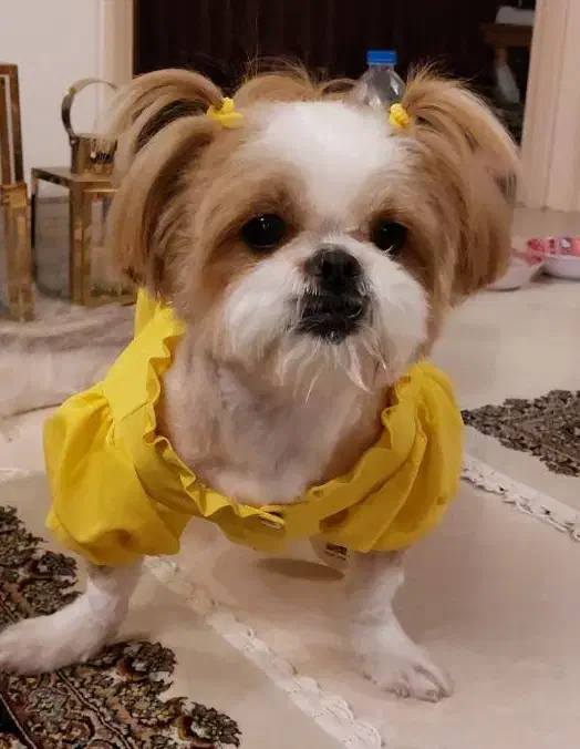 شیتزو سوپرفلت|سگ|رودهن, |دیوار