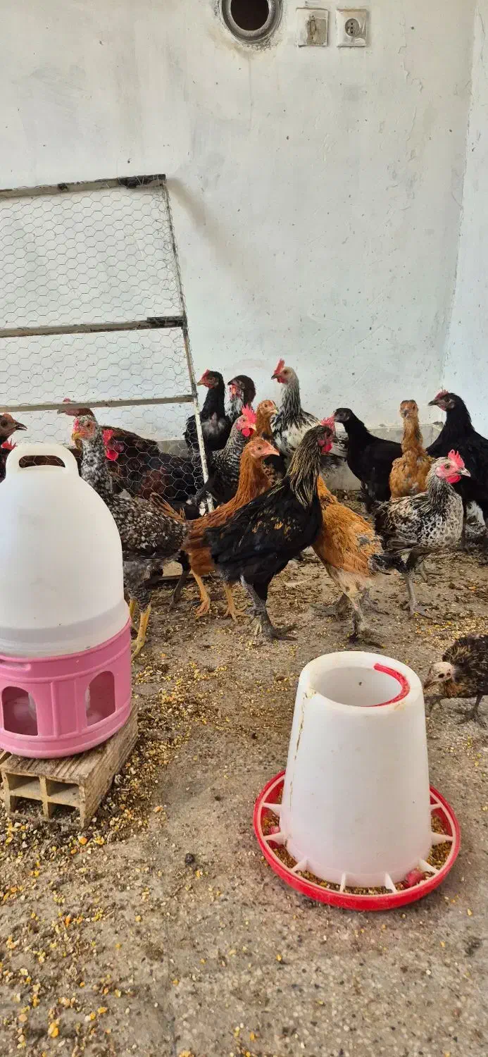 جوجه مرغ وخروس محلی .زینتی و لاری|حیوانات مزرعه|کازرون, |دیوار