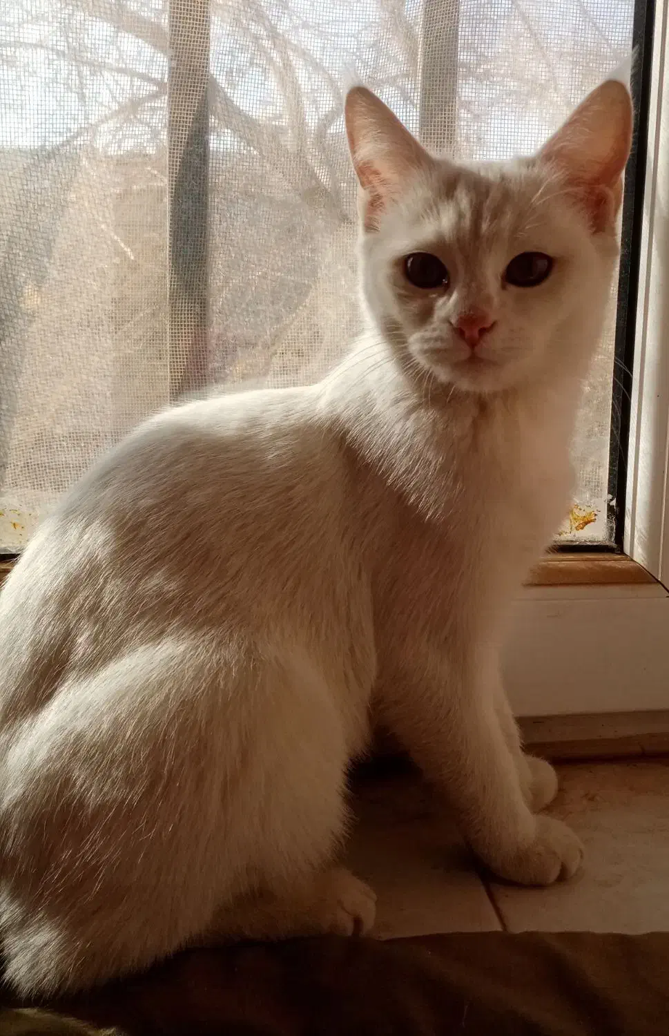 گربه دورگه پرشین|گربه|تربت جام, شهرک معلم|دیوار