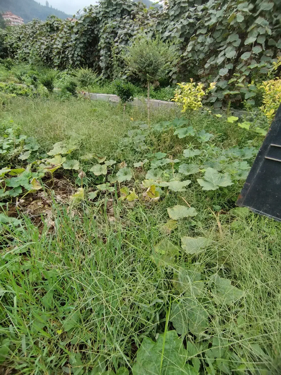 ۷۰۰ متر زمین مشارکت قلب رامسر|مشارکت در ساخت املاک|رامسر, |دیوار