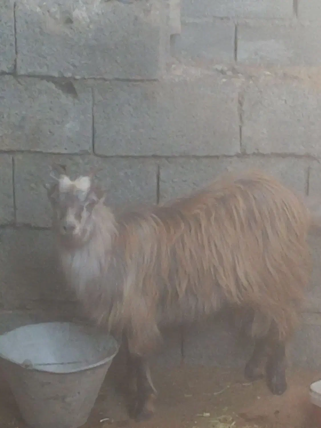 ۳عدد بز|حیوانات مزرعه|اطاقور, |دیوار