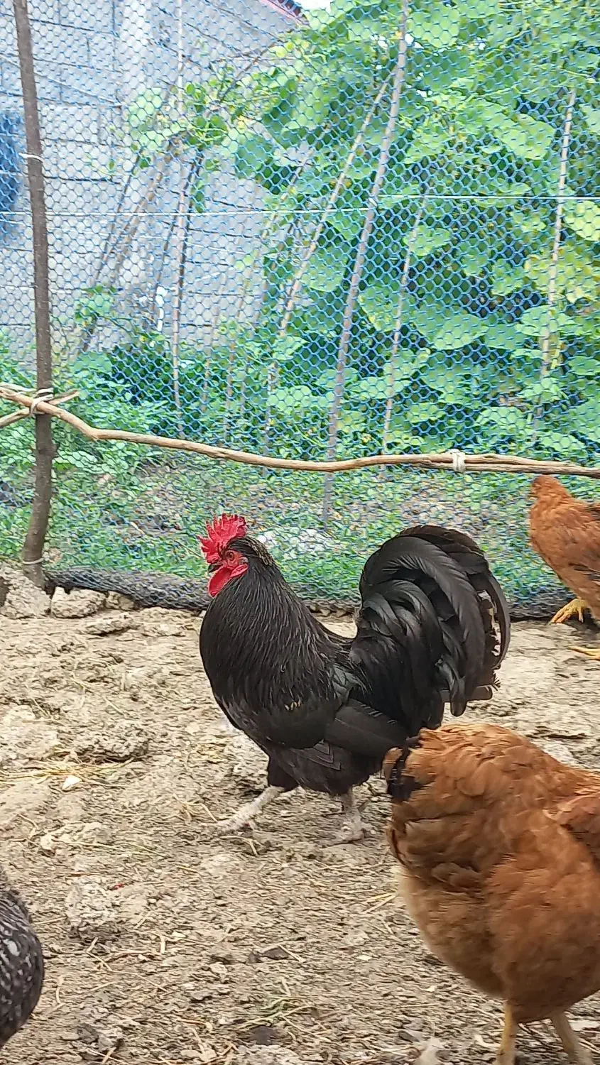 خروس استرالوپ|حیوانات مزرعه|املش, |دیوار