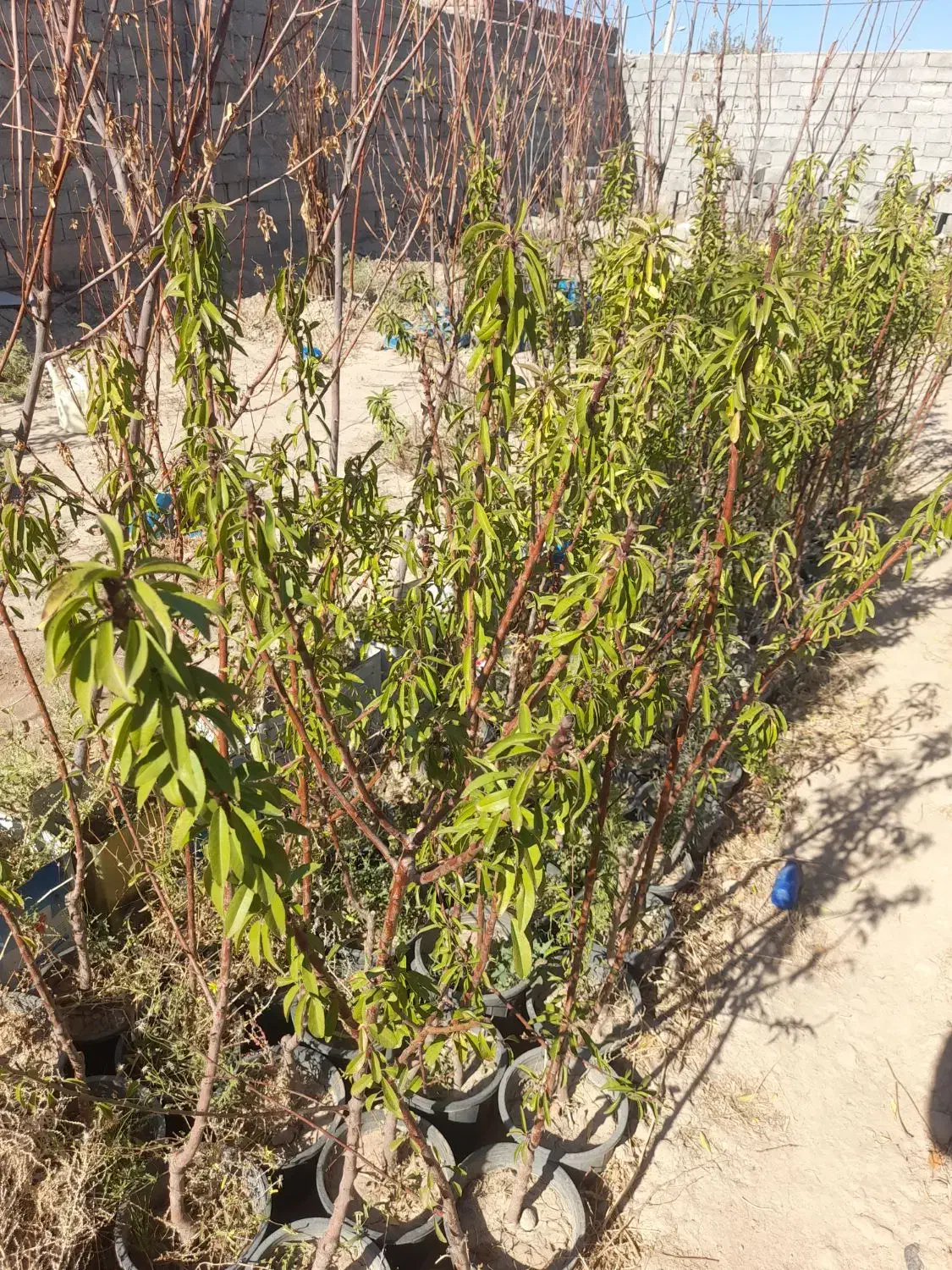 نهال فروشی|گل و گیاه طبیعی|خسروشاه, |دیوار