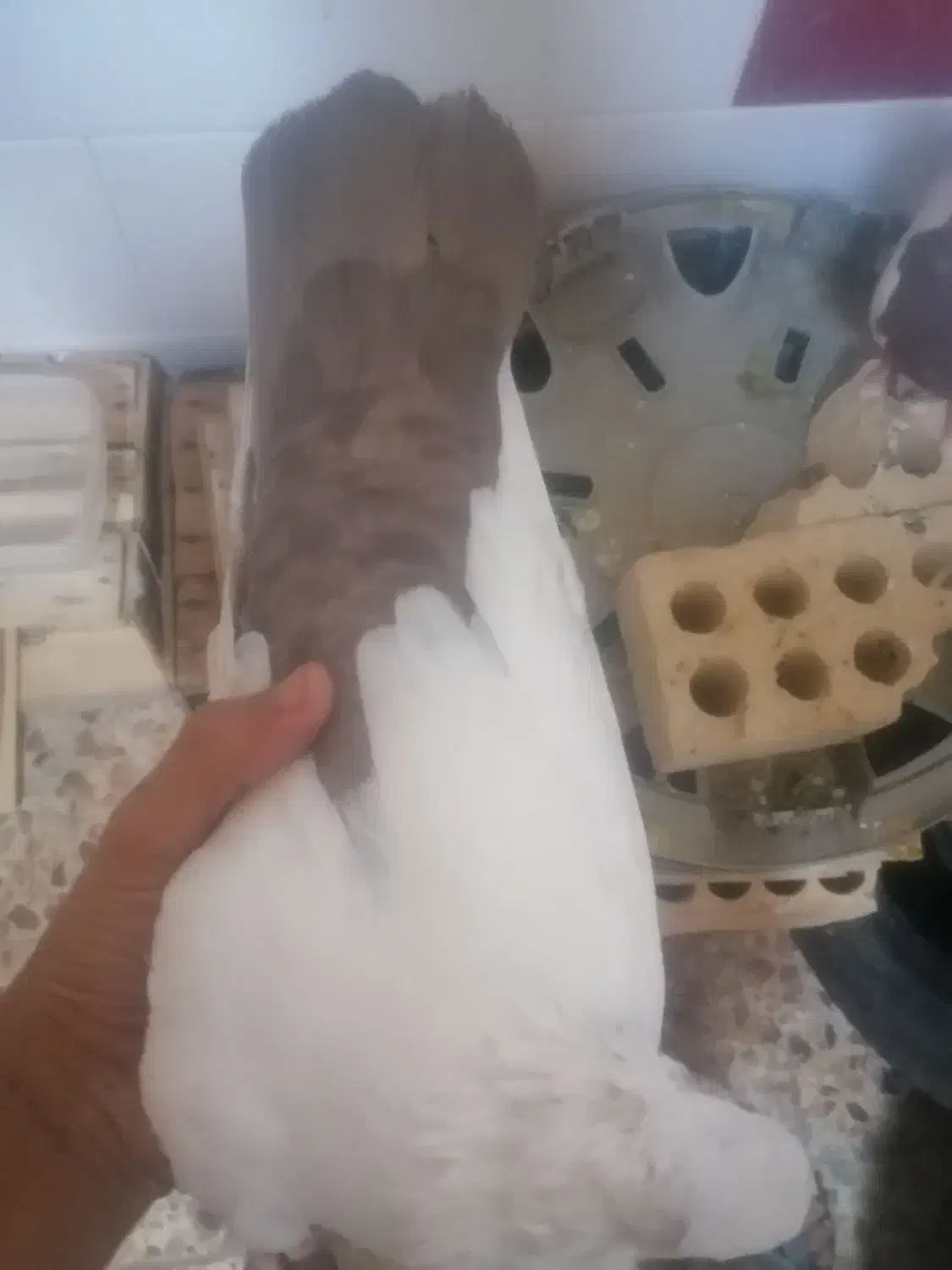 دم قهویی|پرنده|اهواز, کوی سعدی|دیوار