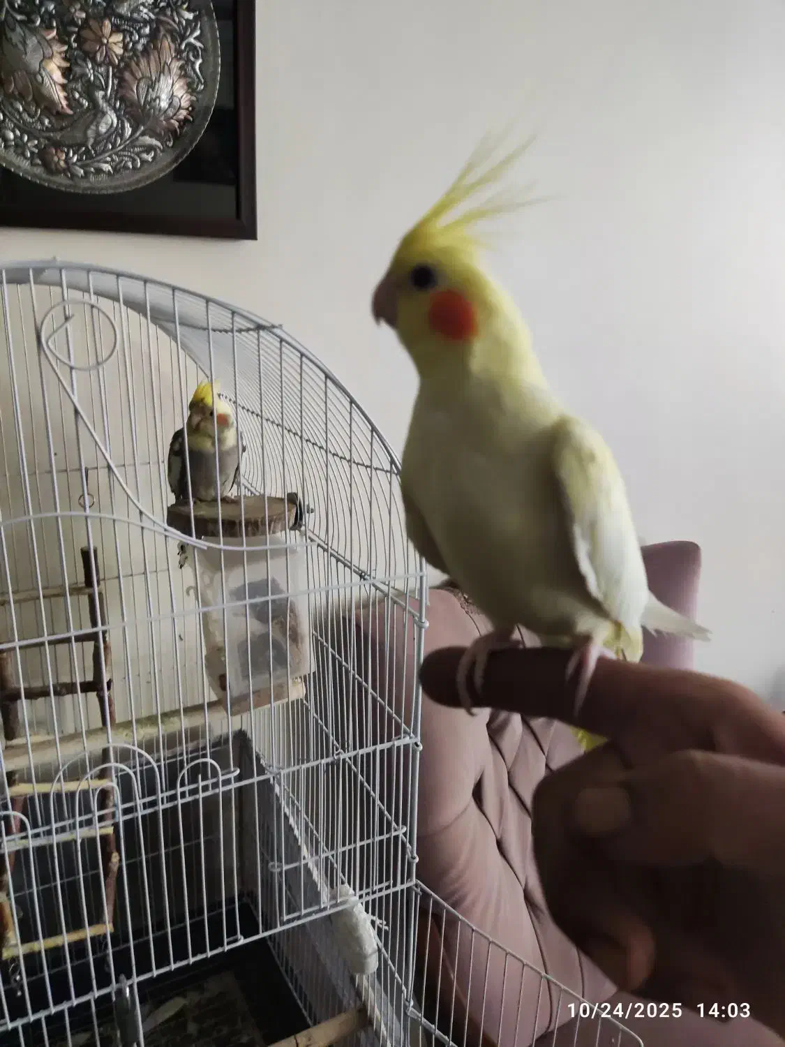 عروس هلندی جفت|پرنده|تهران, حبیب الله|دیوار