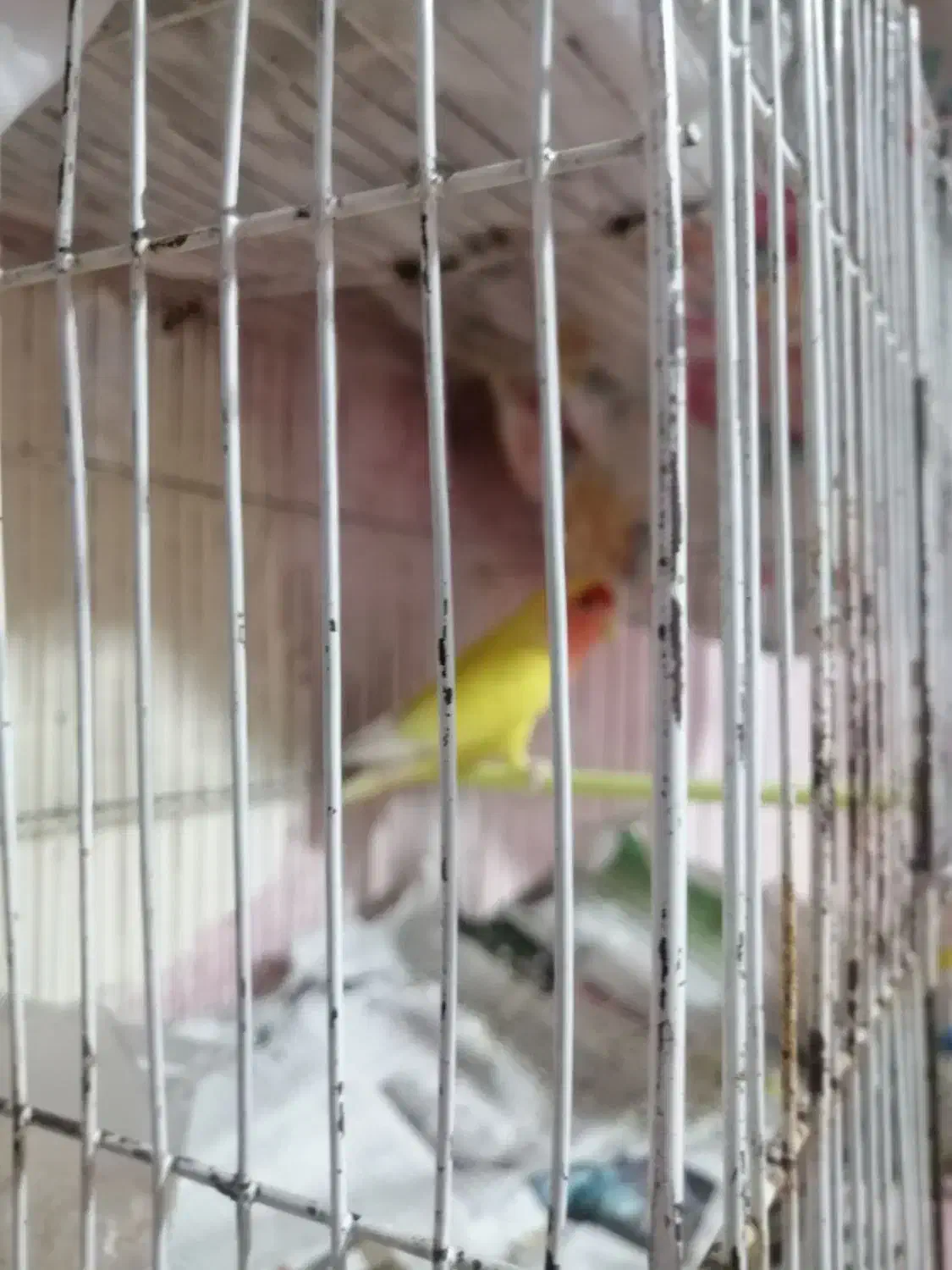 کوتوله زرد صورت هلویی بالغ|پرنده|مشهد, شهرک مطهری|دیوار