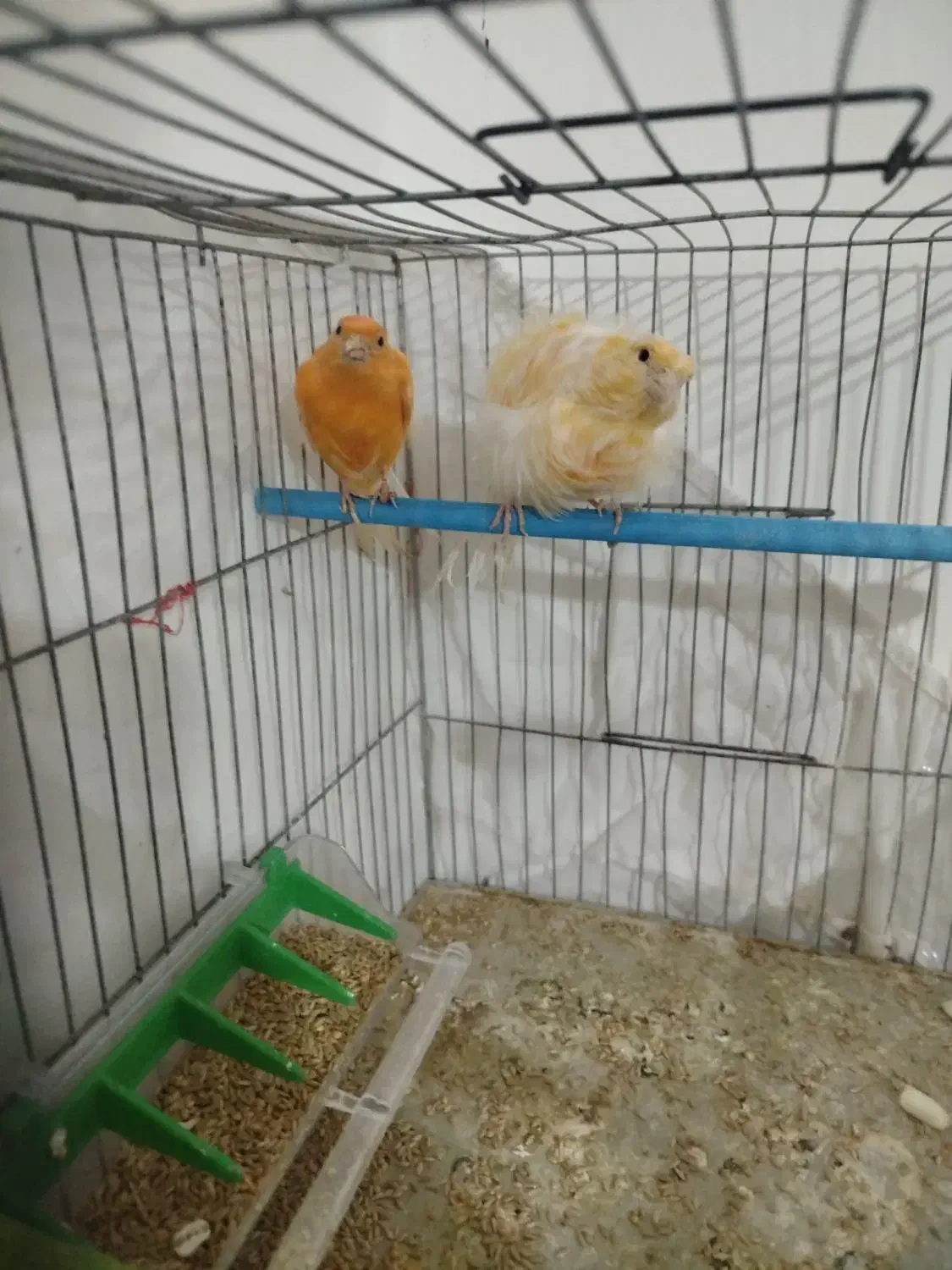 آماده به شرط|پرنده|تبریز, |دیوار