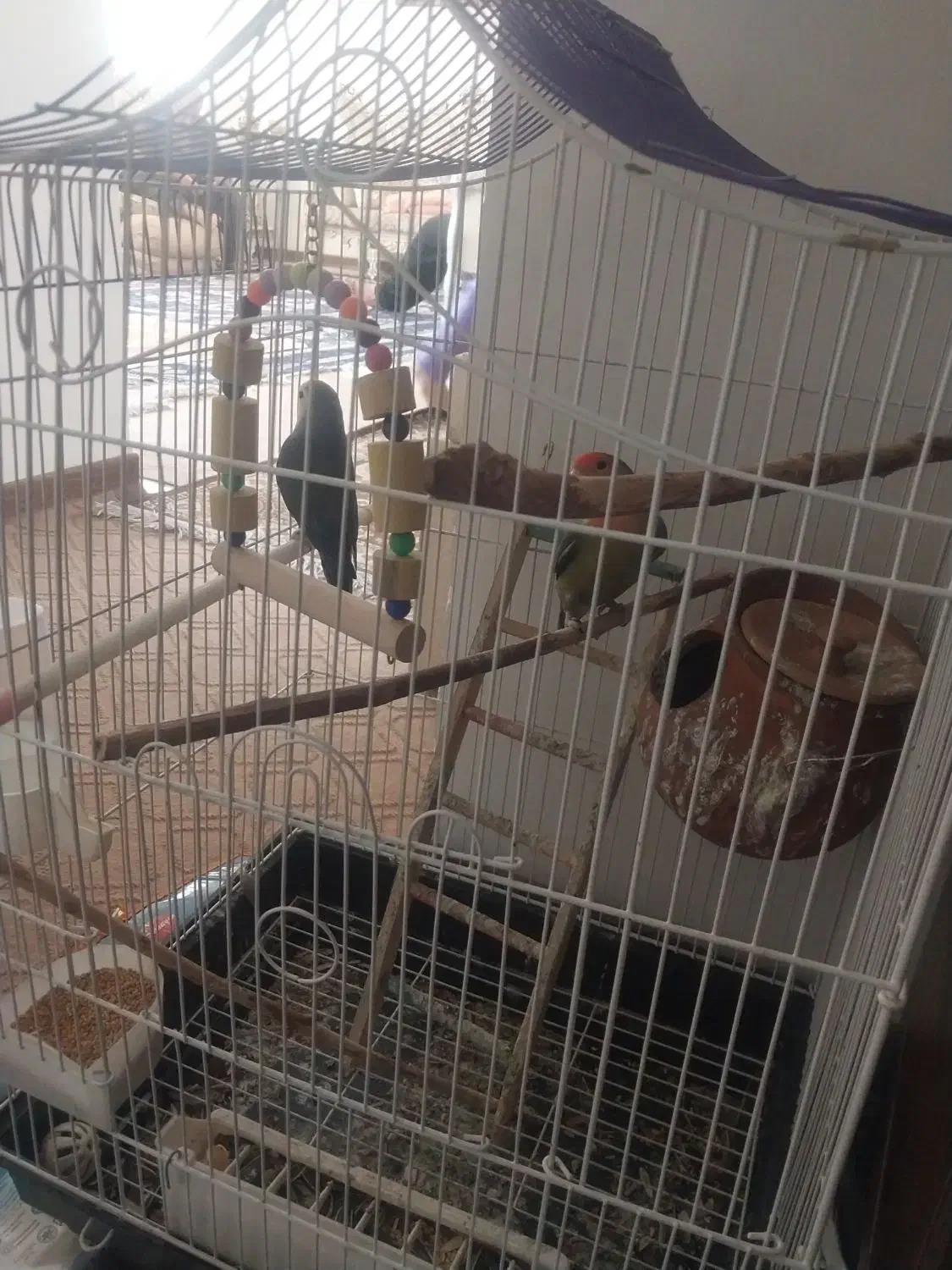 طوطی کوتوله برزیلی|پرنده|ملارد, |دیوار