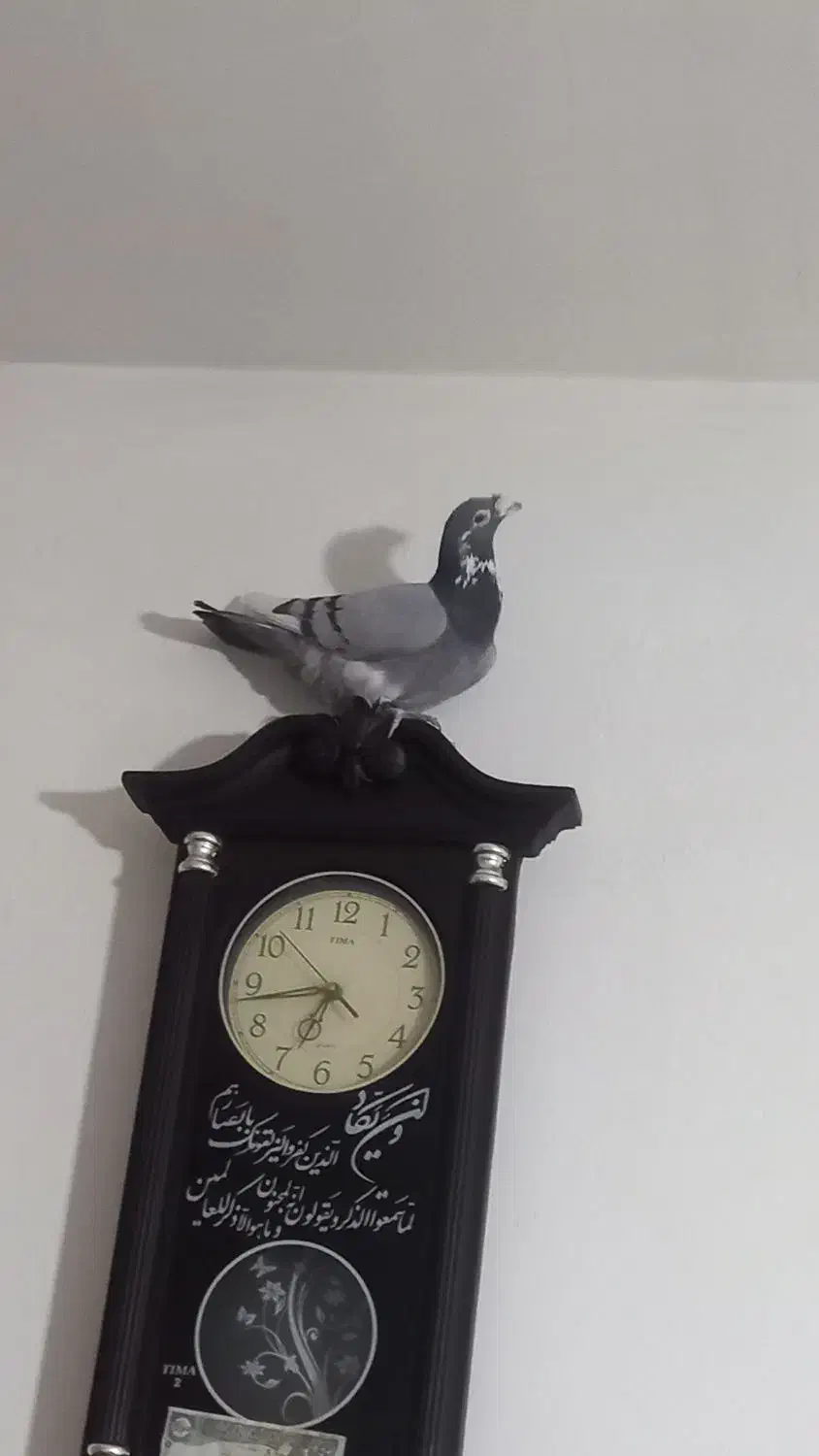 ابلق سبز آلمانی ب شرط جنگ|پرنده|قوچان, |دیوار