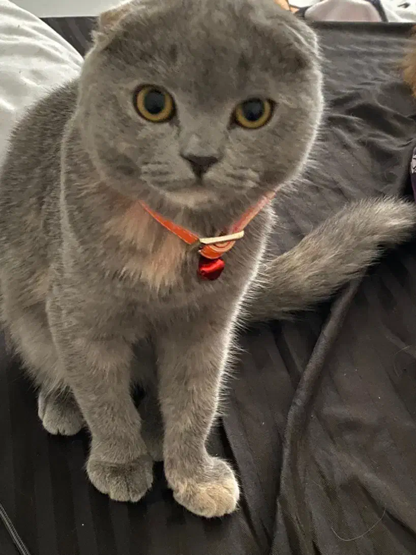 گربه دبل اسکاتیش فولد|گربه|شیراز, شهرک برف فروشان|دیوار