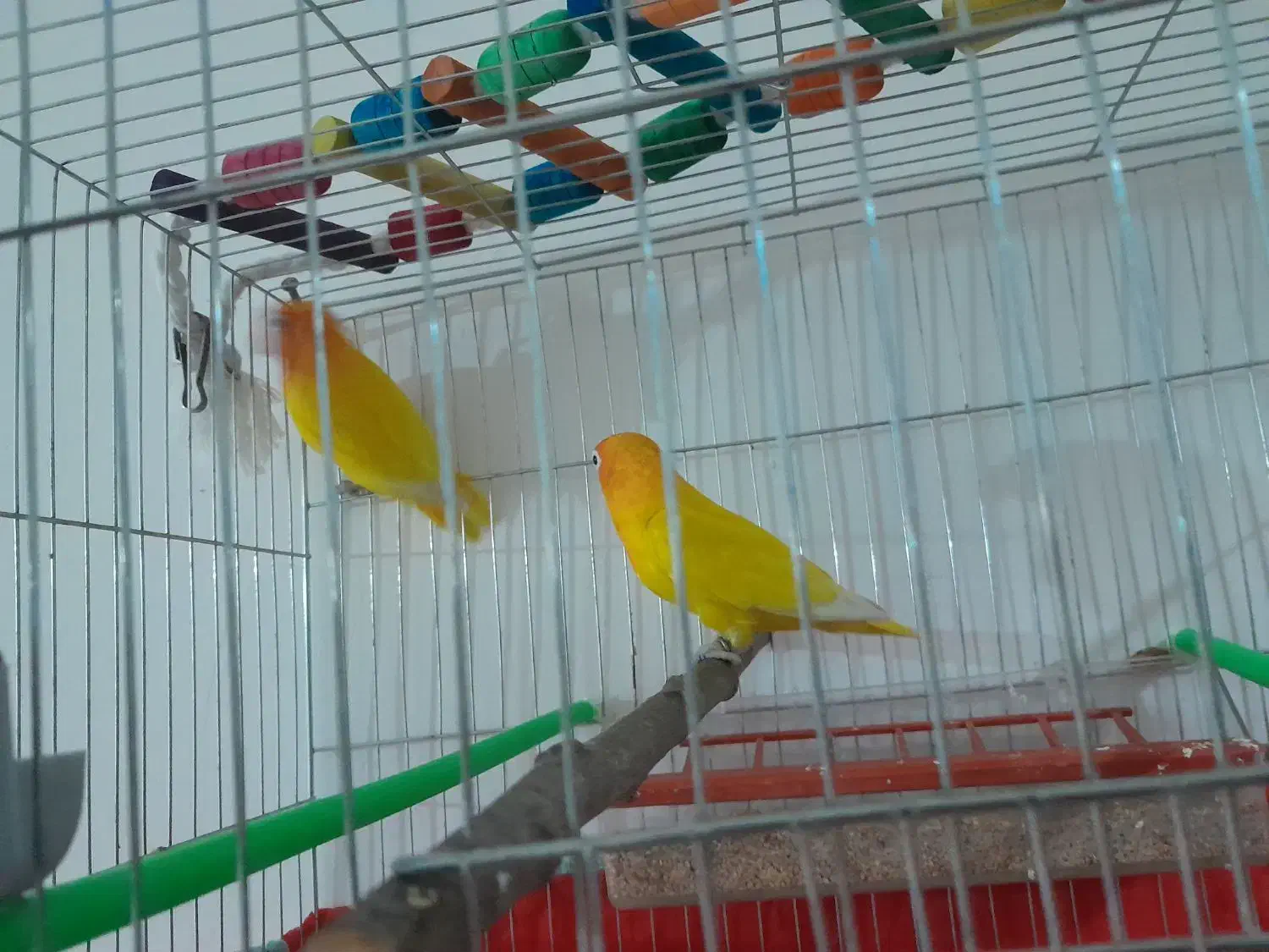 طوطی|پرنده|اردبیل, |دیوار