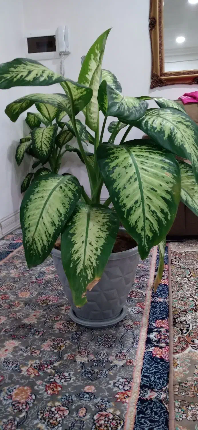 گل دیفن زیبا|گل و گیاه طبیعی|بانه, |دیوار