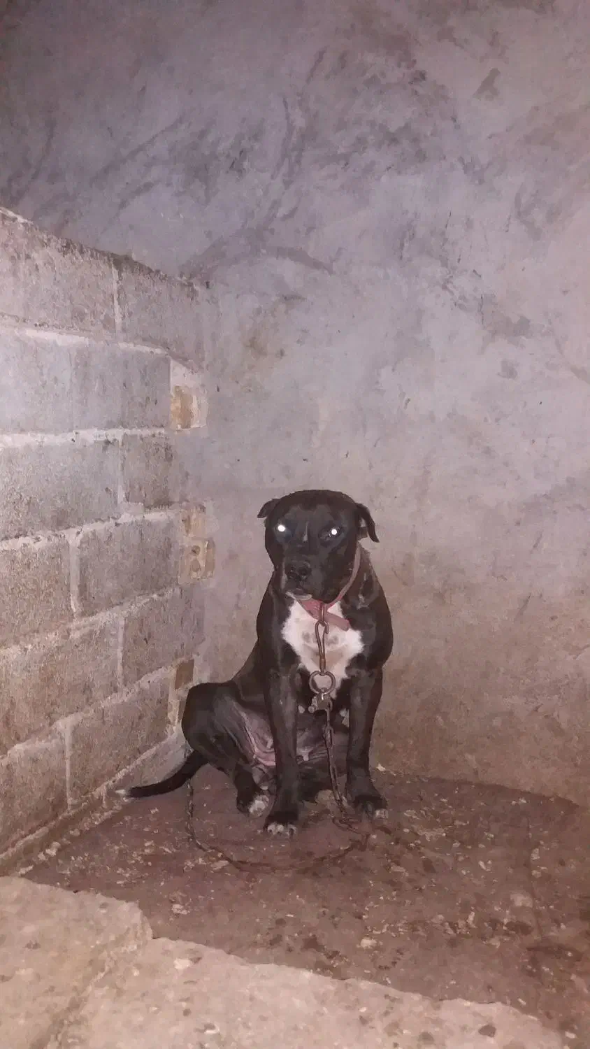 ماده پیتبول جفت خورده|سگ|اصفهان, باغ دریاچه|دیوار