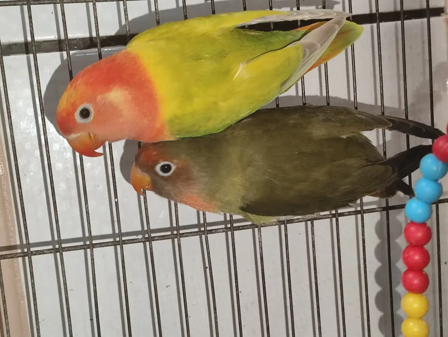 طوطی برزیلی|پرنده|دزفول, |دیوار