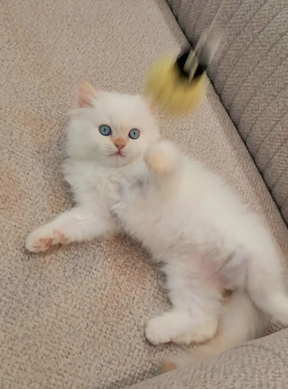 بریتیش‌ لانگ هیر گلد نر دوماهه|گربه|کتالم و سادات شهر, |دیوار