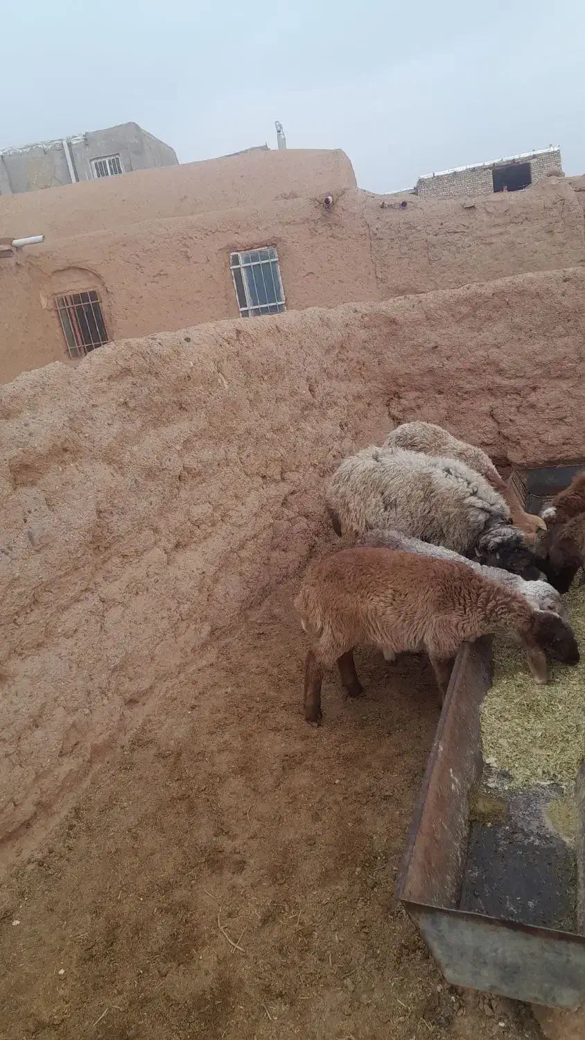 کاوور دودندان با میش جوان شکم سه|حیوانات مزرعه|تربت جام, جامرود|دیوار