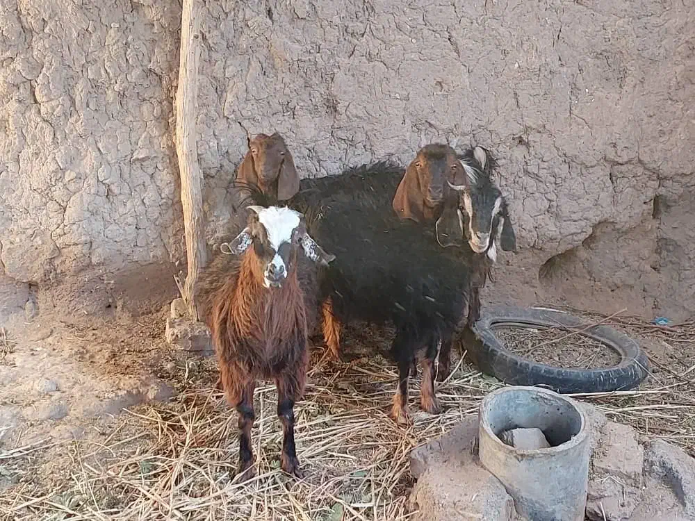 گوسفند فروشی|حیوانات مزرعه|خوسف, |دیوار