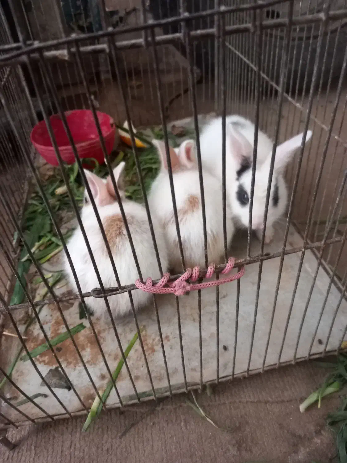 نداشتن جا|موش و خرگوش|سمنان, |دیوار