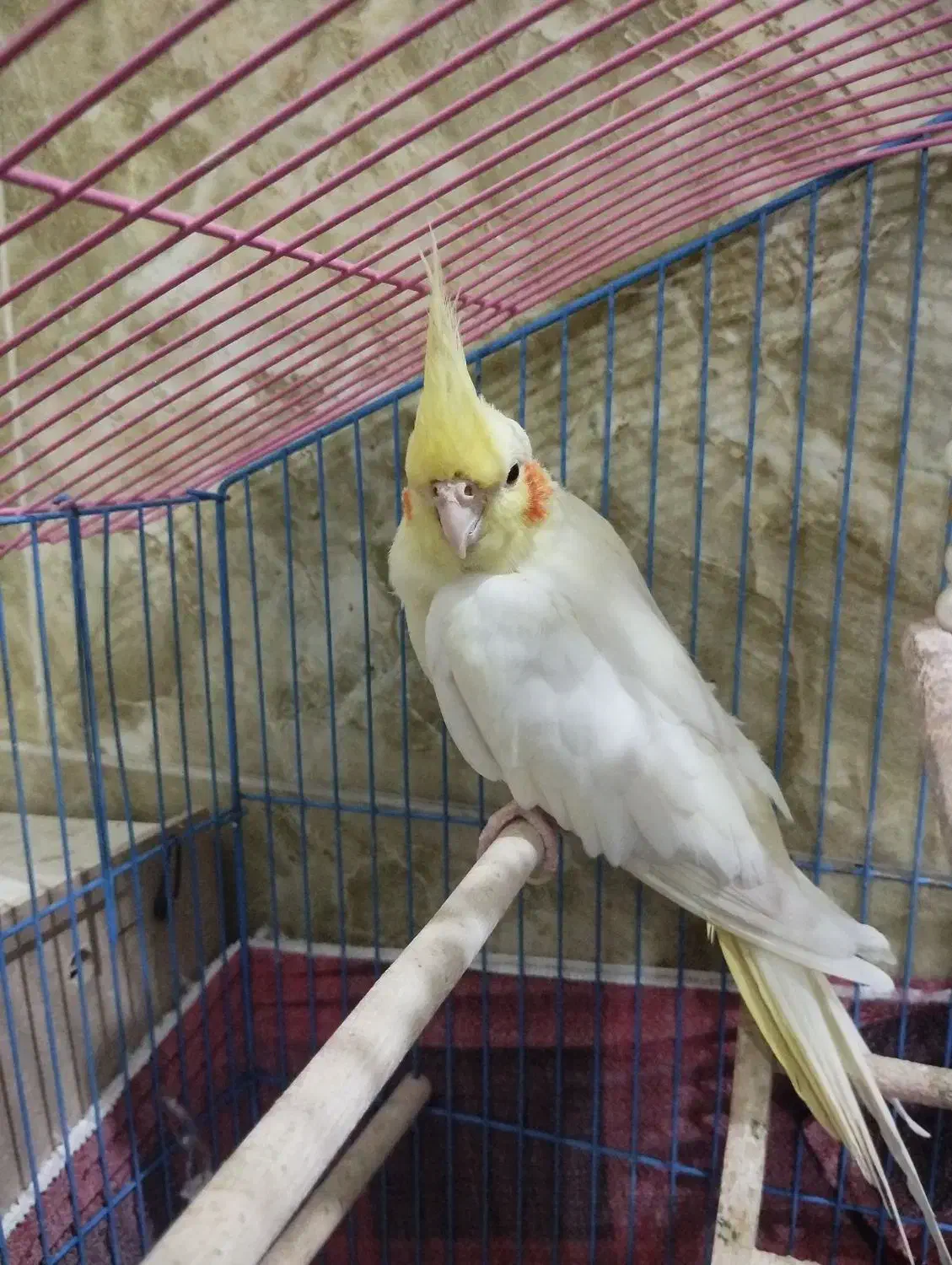 عروس هلندی لوتینو نر|پرنده|بندر ماهشهر, |دیوار