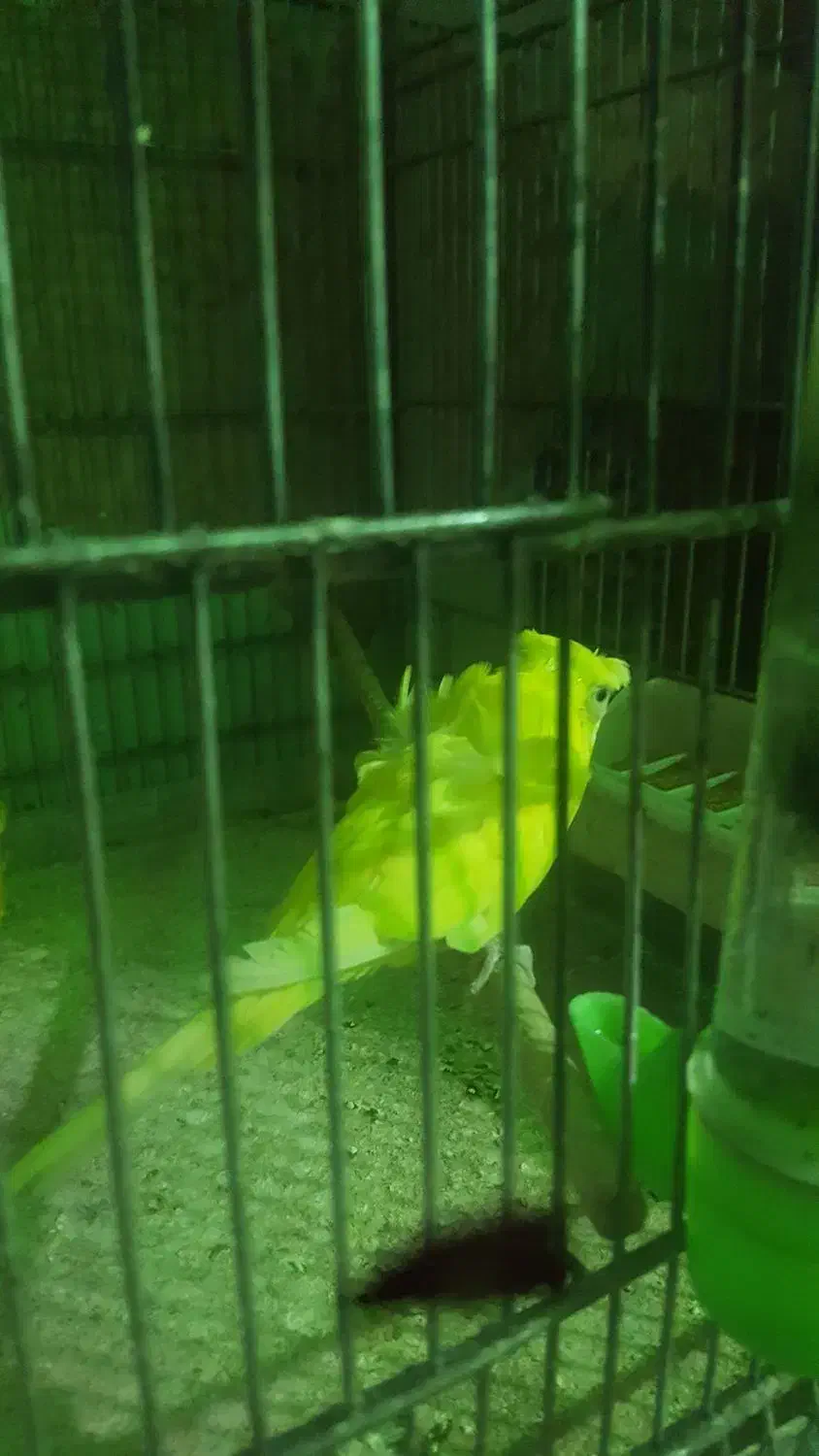 ۶تا مرغ عشق نر سالم  وعالی برای جفتگیریمرغ|پرنده|تهران, انبار نفت|دیوار