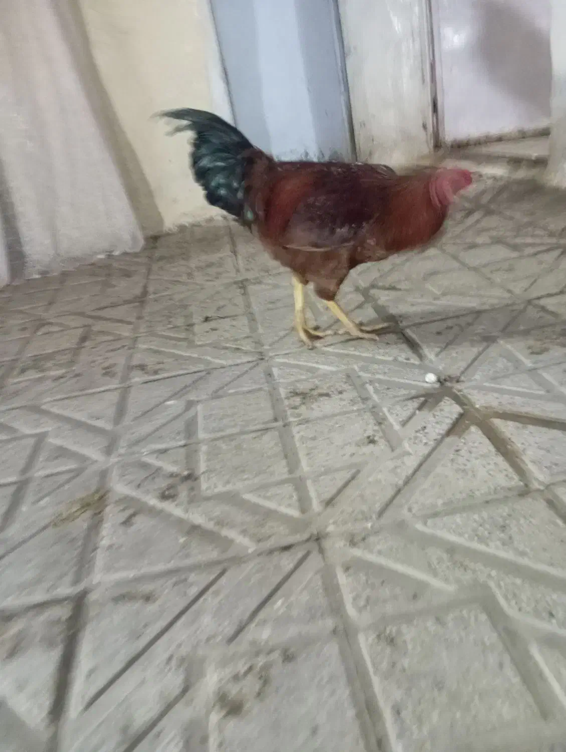 ۱۰۰۰۰۰۰|حیوانات مزرعه|سنندج, |دیوار