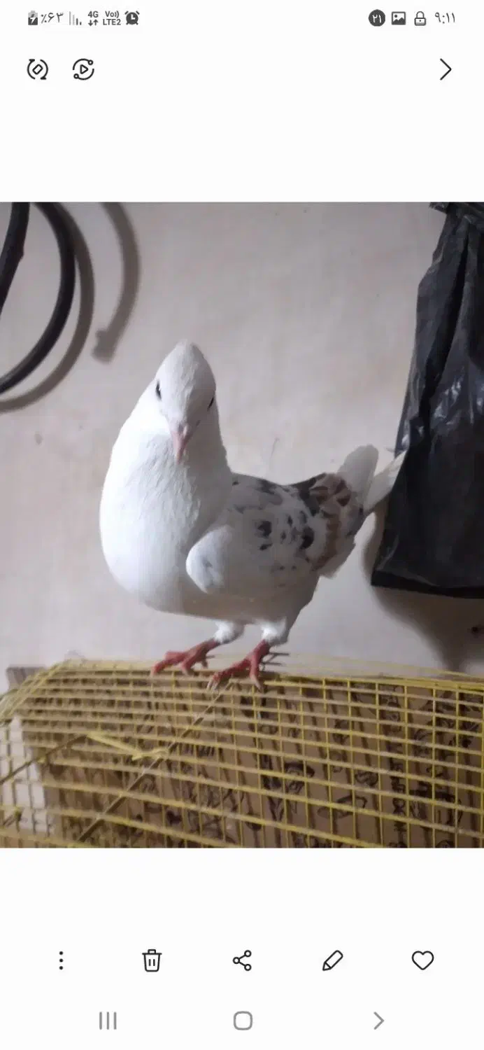 نره پلنگ|پرنده|بروجرد, |دیوار