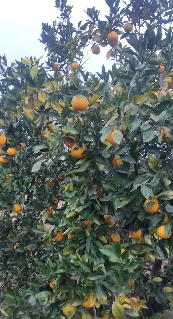 پرتقال تامسون و نارنج|خوردنی و آشامیدنی|پرهسر, |دیوار