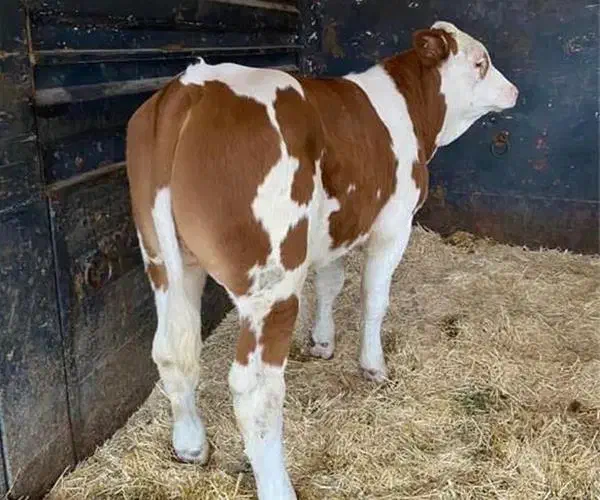 گوساله نر سیمنتال جنس خوب یا شاروله.(الیرام)|حیوانات مزرعه|سراب, |دیوار