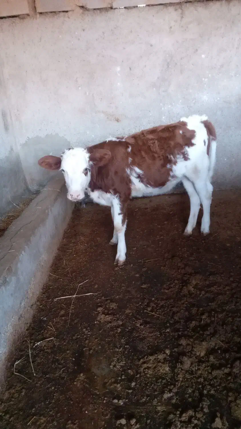 گوساله|حیوانات مزرعه|آق قلا, |دیوار