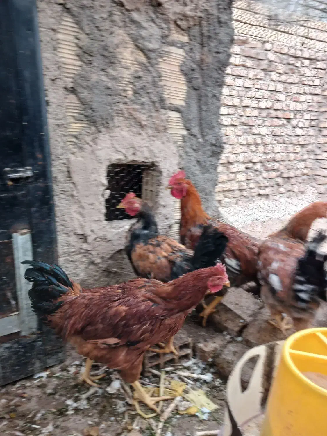 فروش خروس ومرغ|پرنده|بیرجند, |دیوار