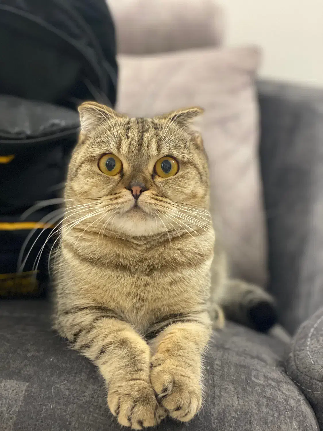 واگذاری گربه اسکاتیش فولد ماده آماده جفت|گربه|مشهد, هنرور|دیوار