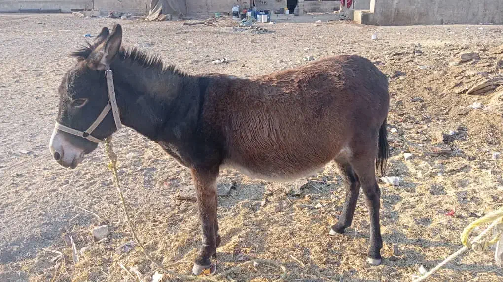 الاق|حیوانات مزرعه|شیراز, کوشک بیدک|دیوار