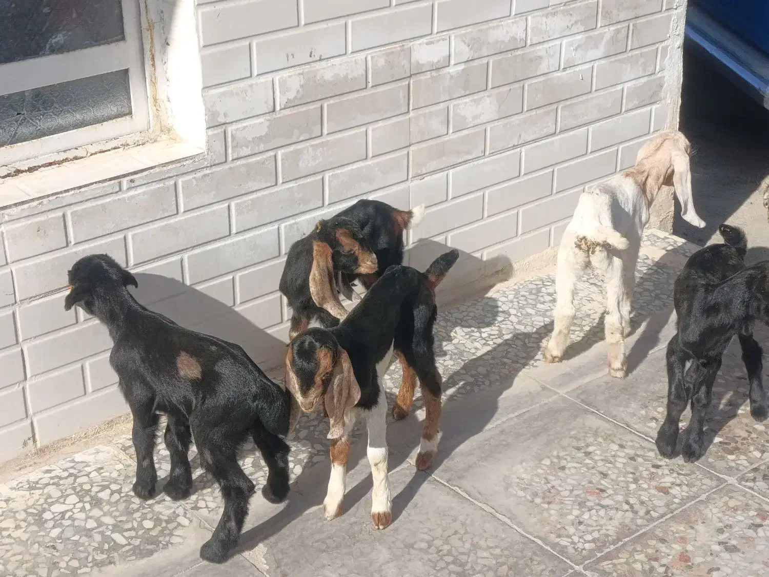 کهره شیری و بره شیری همه نژاد|حیوانات مزرعه|شیراز, بید زرد|دیوار