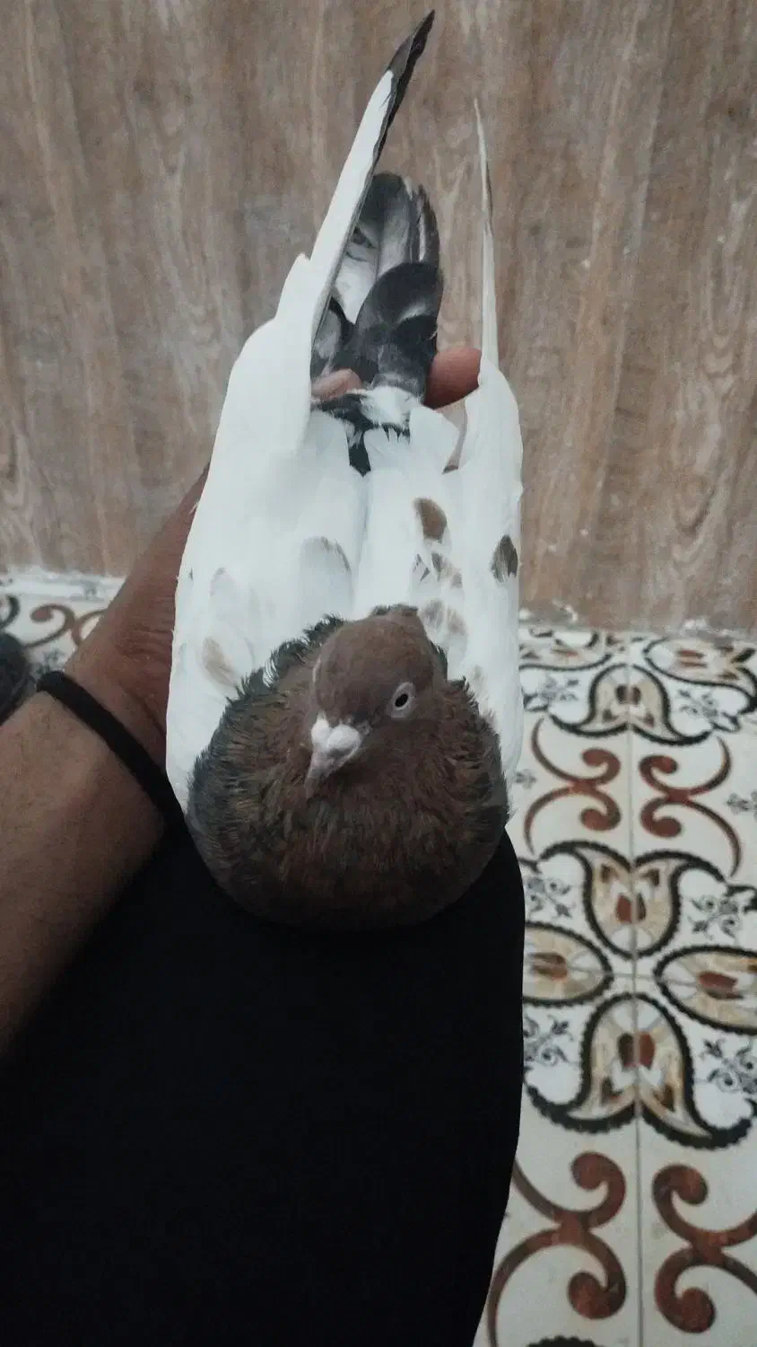 کفتر یا کبوتر سینه|پرنده|ملک‌آباد, |دیوار