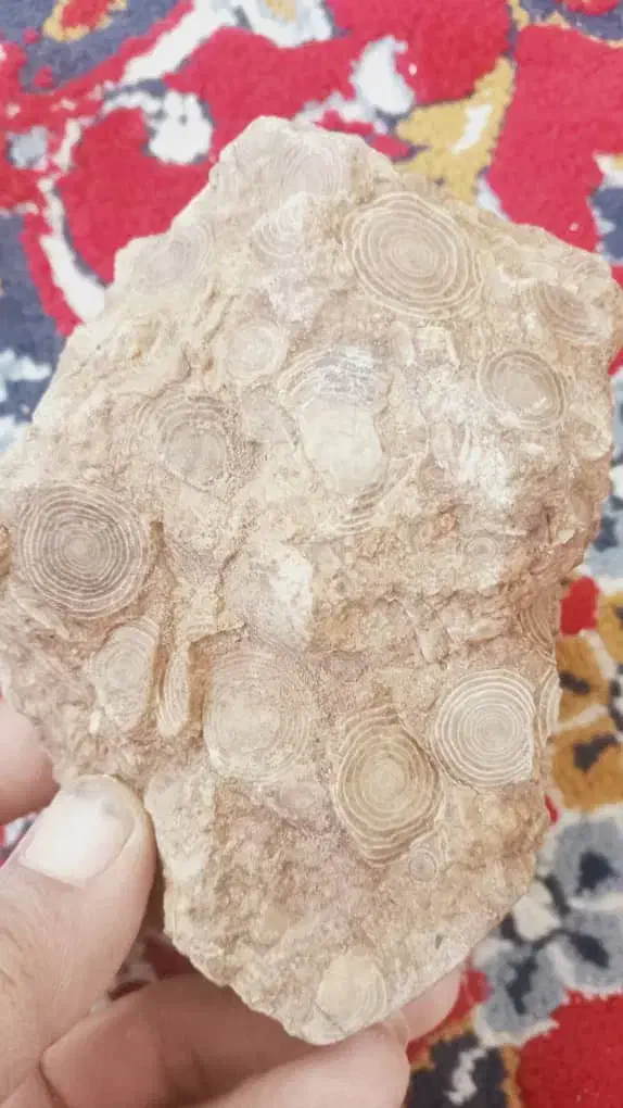 سنگ فسیل و شهاب سنگ مریخی|جواهرات|رباط‌کریم, رباط‌کریم|دیوار