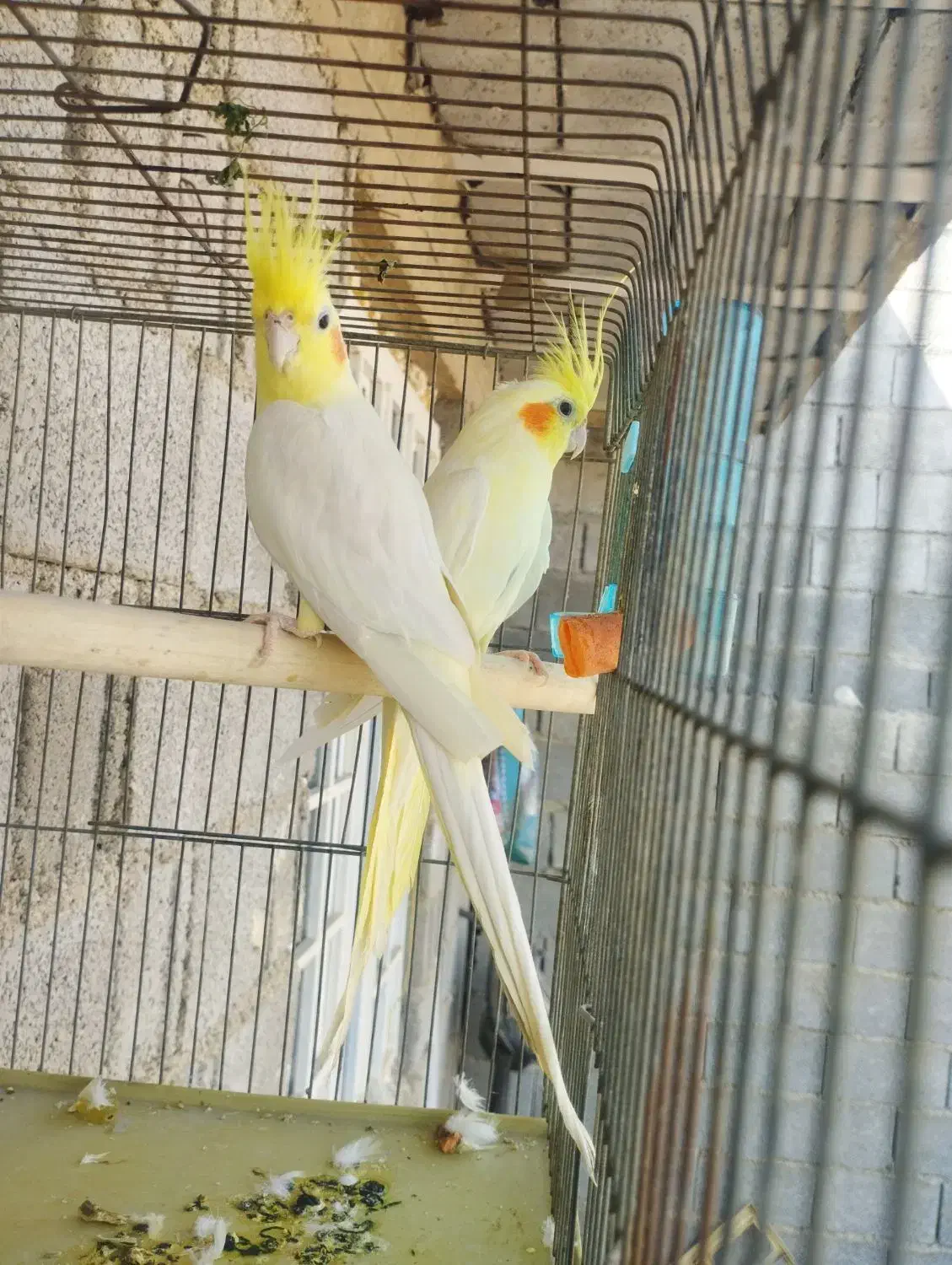 عروس هلندی|پرنده|آبپخش, |دیوار