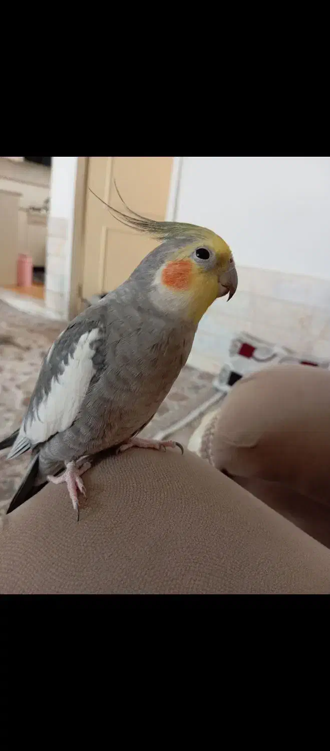 عروس هلندی سخنگو|پرنده|بردسکن, |دیوار