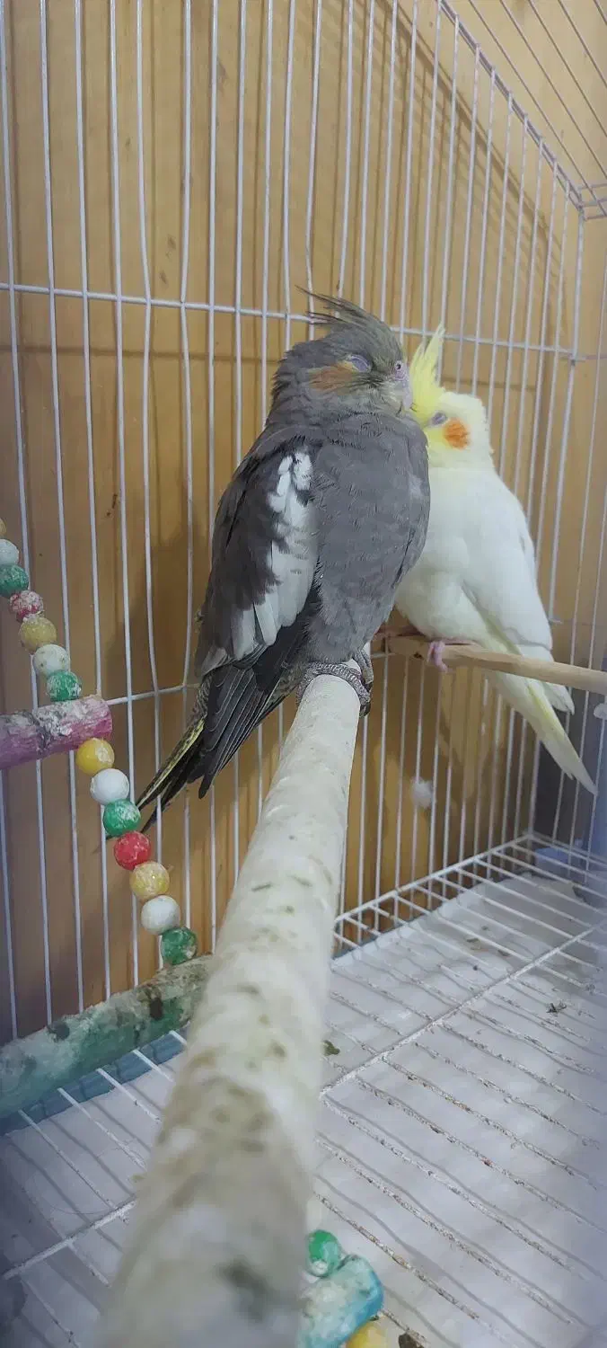 جوجه عروس هلندی دو ماهه|پرنده|تهران, مسعودیه|دیوار