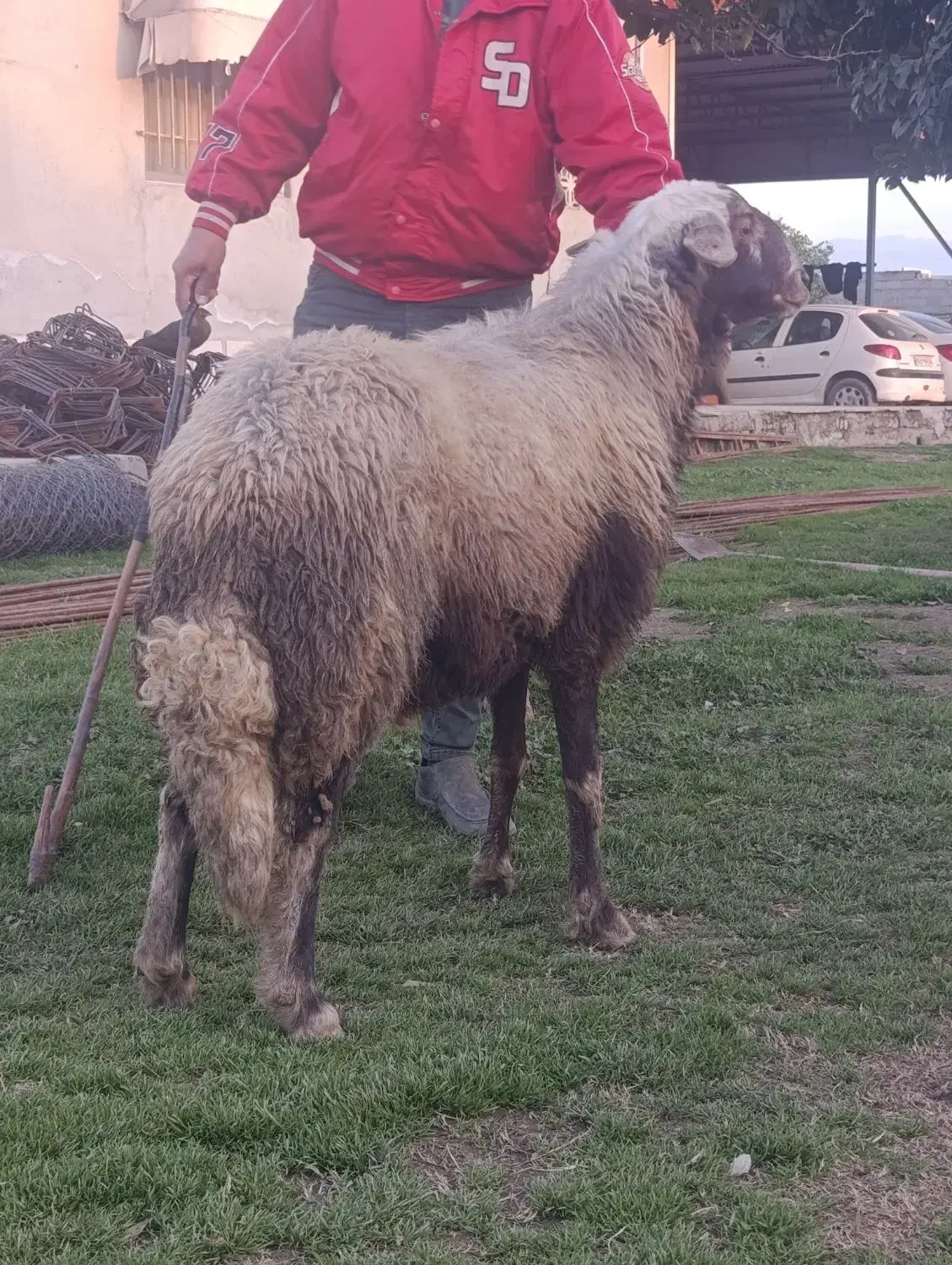 قوچ|حیوانات مزرعه|آق قلا, |دیوار