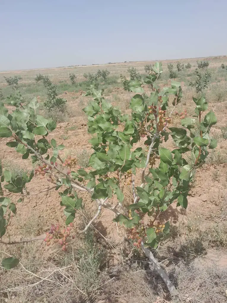 فروش زمین کشاورزی در رحمت اباد و موارد مشابه|فروش دفتر صنعتی، کشاورزی، تجاری|تربت جام, شهرک آزادگان|دیوار