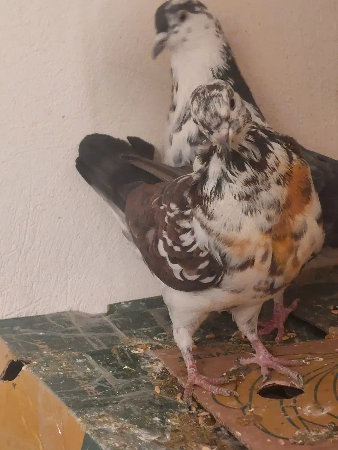 قاره پرشی آس|پرنده|کرج, مهرویلا جنوبی|دیوار