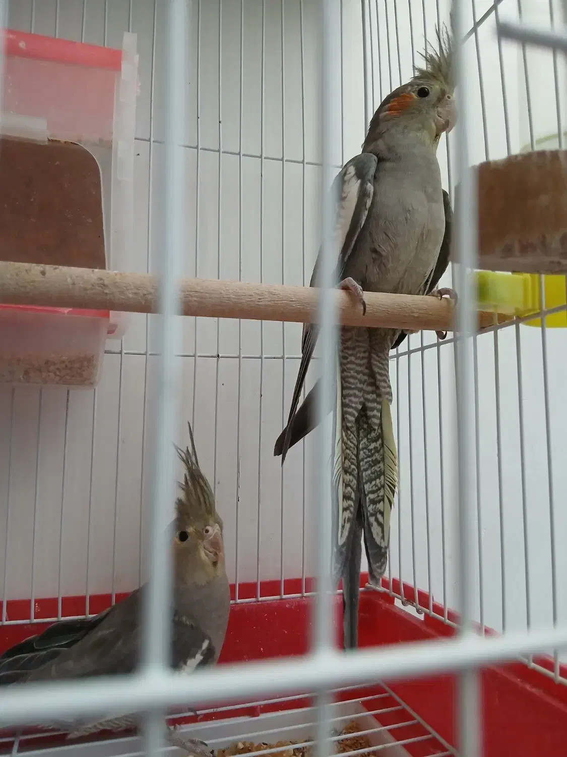 عروس هلندی جفت|پرنده|فولادشهر, C2|دیوار