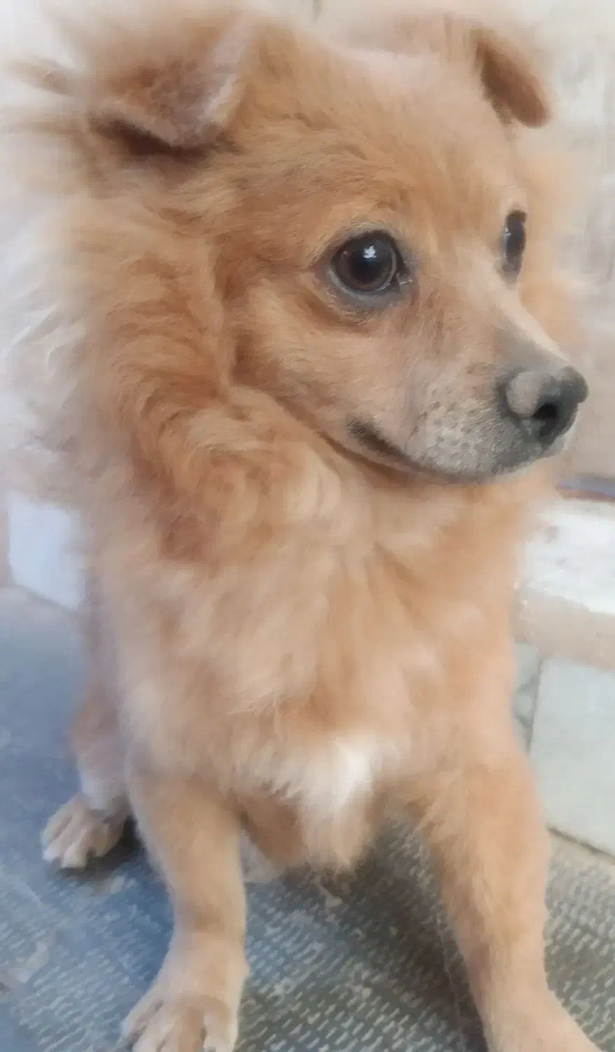 سگ پامر|سگ|بم, |دیوار